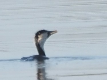 Pied Cormorant - ML647266757