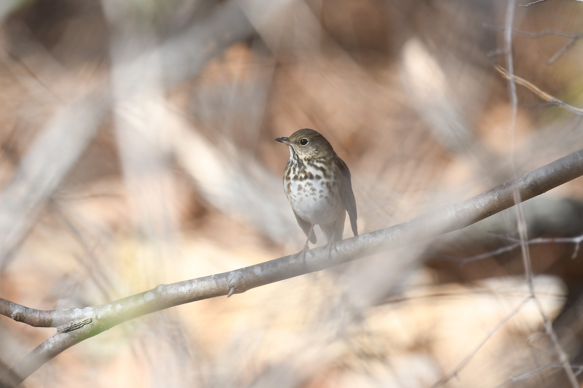 Einsiedler-Musendrossel - ML647266766