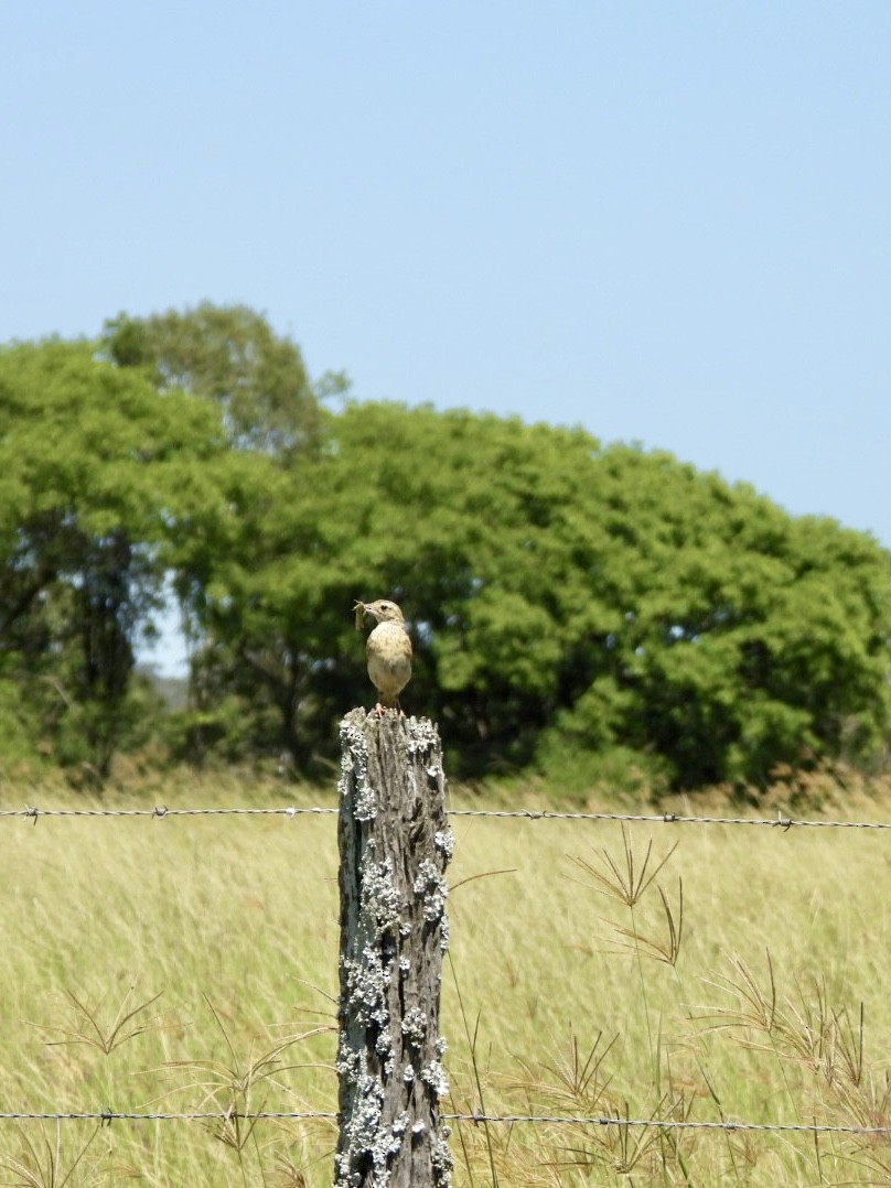 Australian Pipit - ML647266767