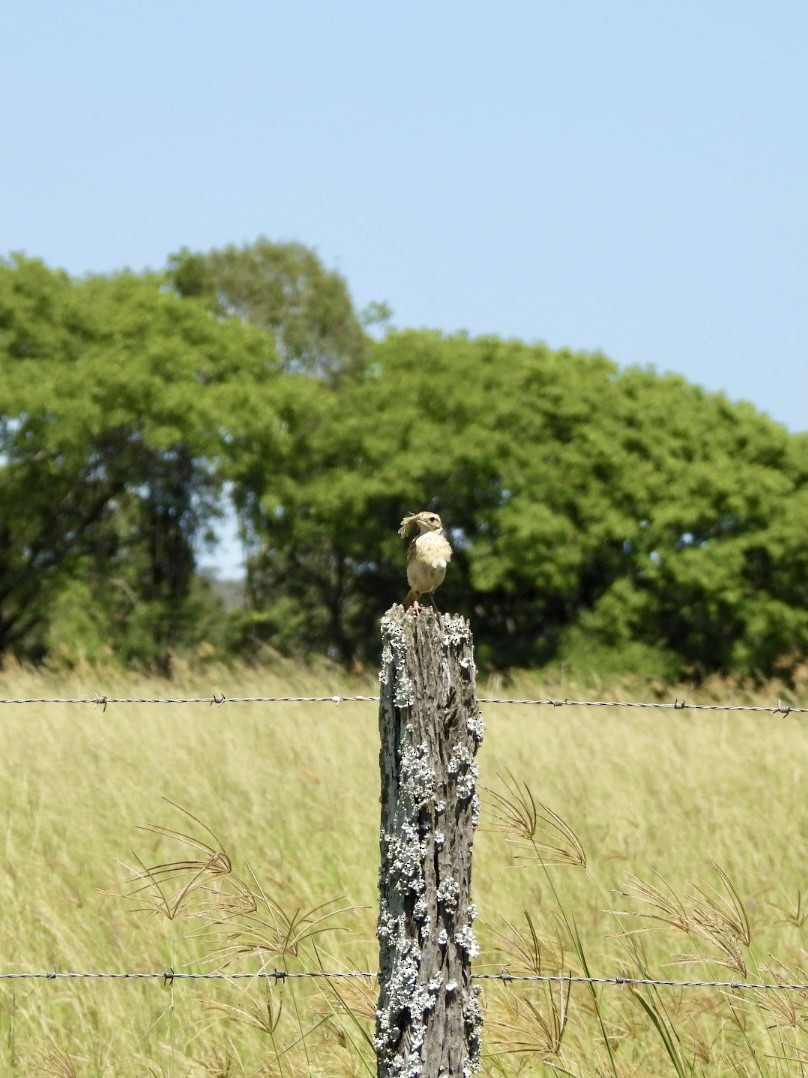 Australian Pipit - ML647266768