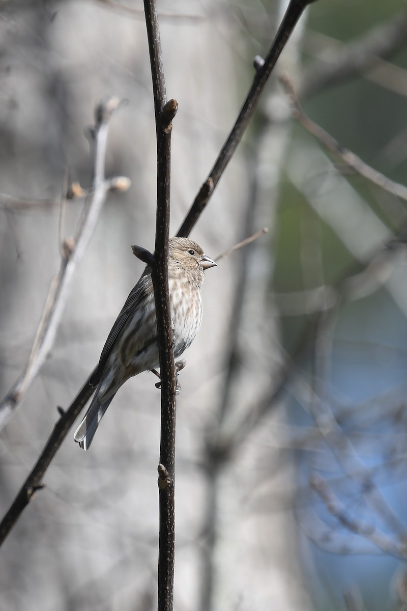 Hausgimpel - ML647266770