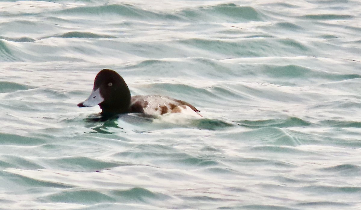 Морская чернеть - ML647266771