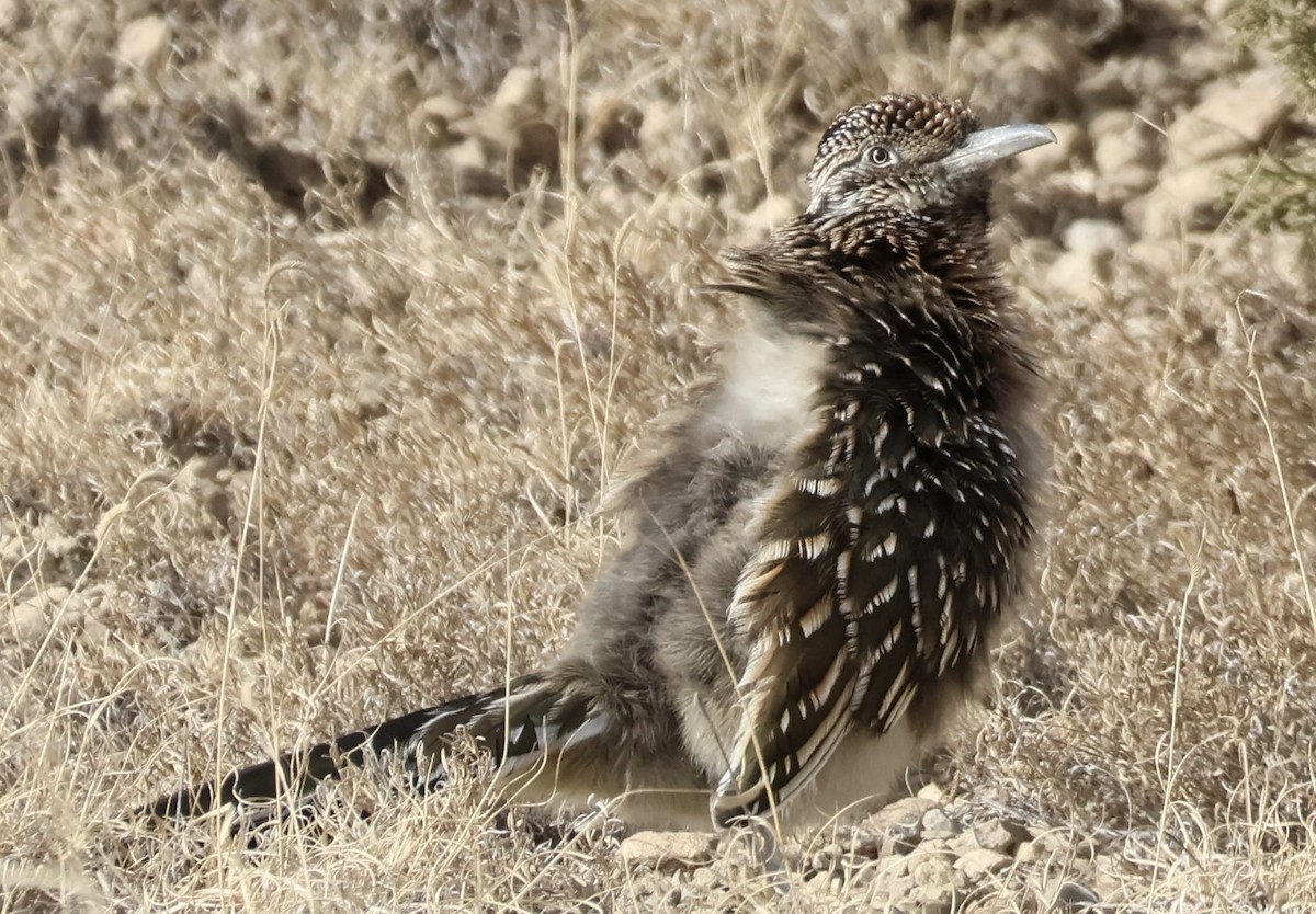 Greater Roadrunner - ML647266775