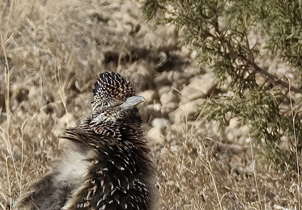 Greater Roadrunner - ML647266776