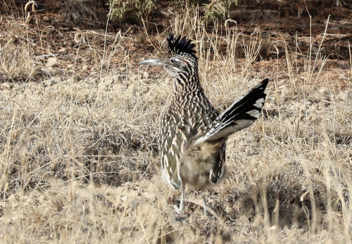 Greater Roadrunner - ML647266777