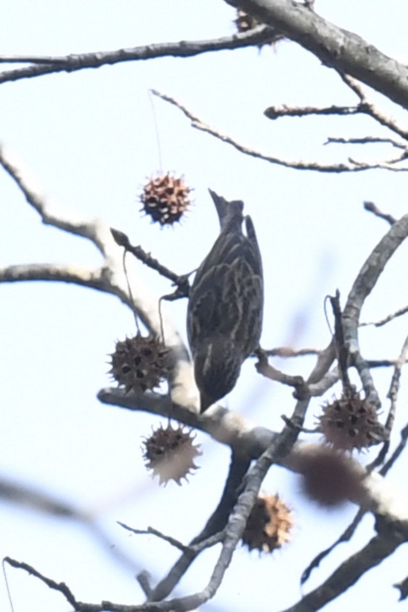 Purpurgimpel (purpureus) - ML647266779