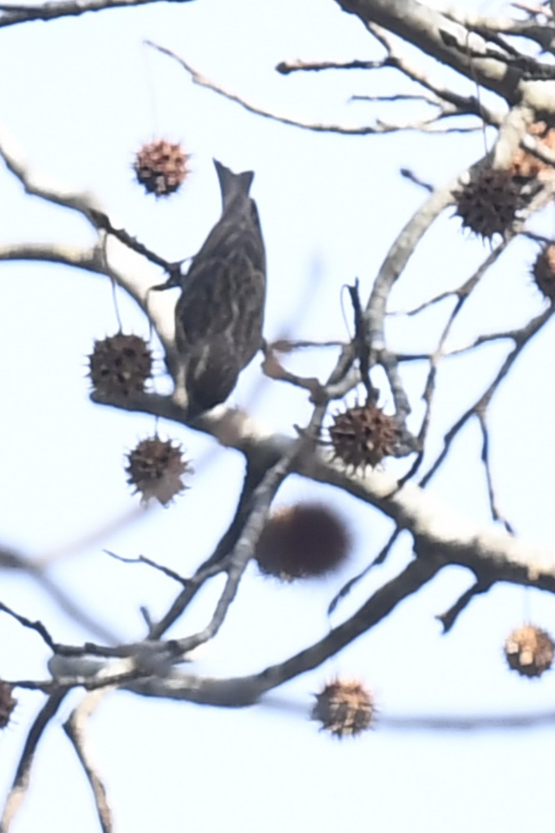 Purpurgimpel (purpureus) - ML647266781