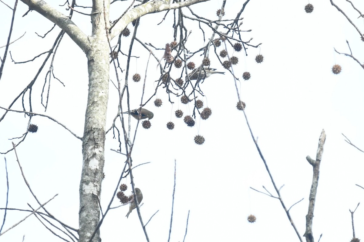 Purpurgimpel (purpureus) - ML647266782