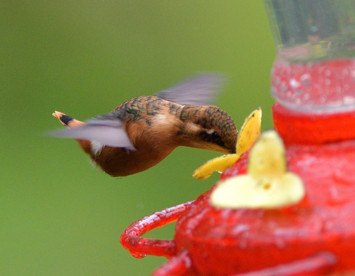 Gerdanlı Ormanyıldızı - ML647266790