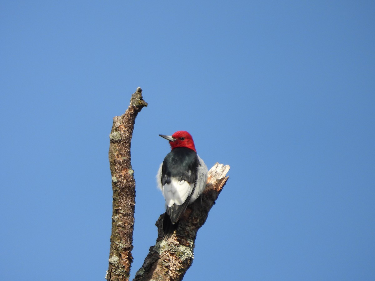 Гіла червоноголова - ML647266791