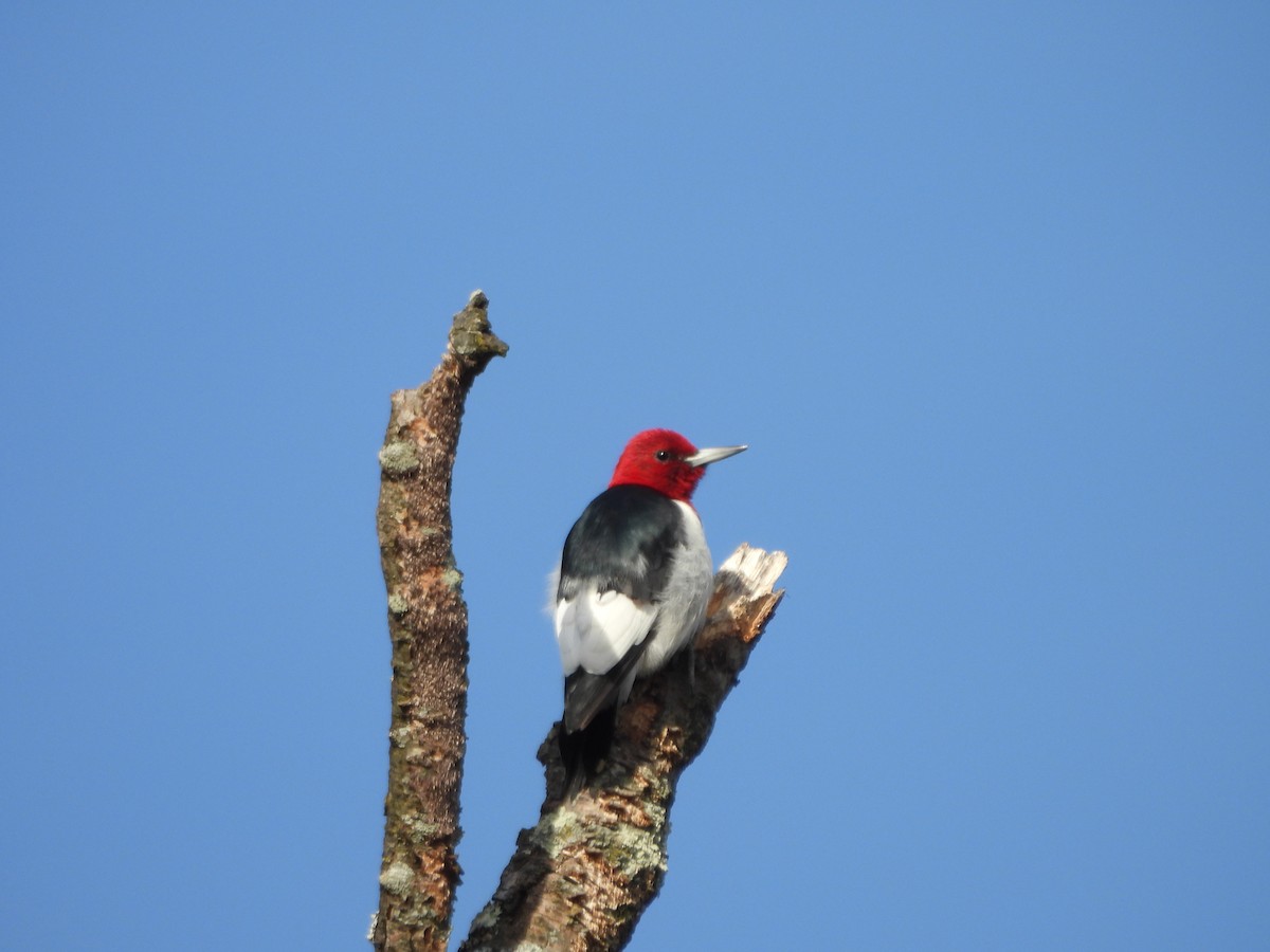 Гіла червоноголова - ML647266793