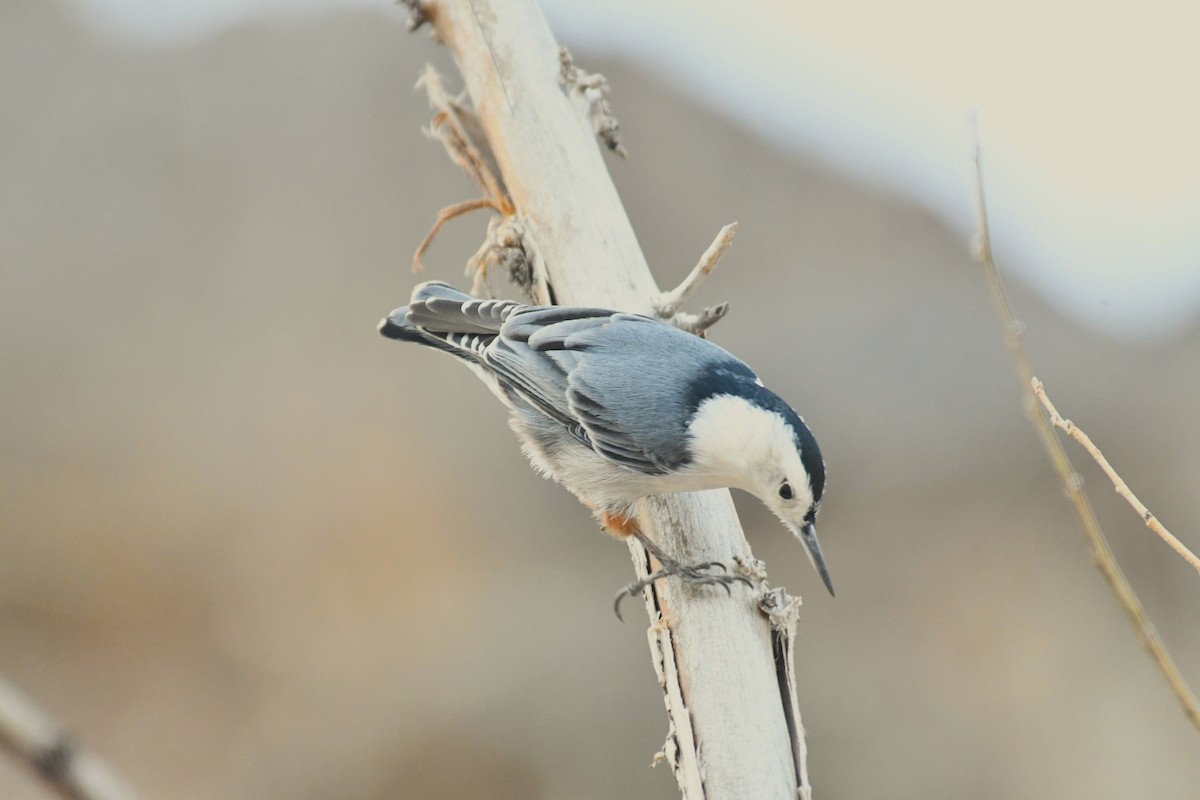 brhlík běloprsý - ML647266794