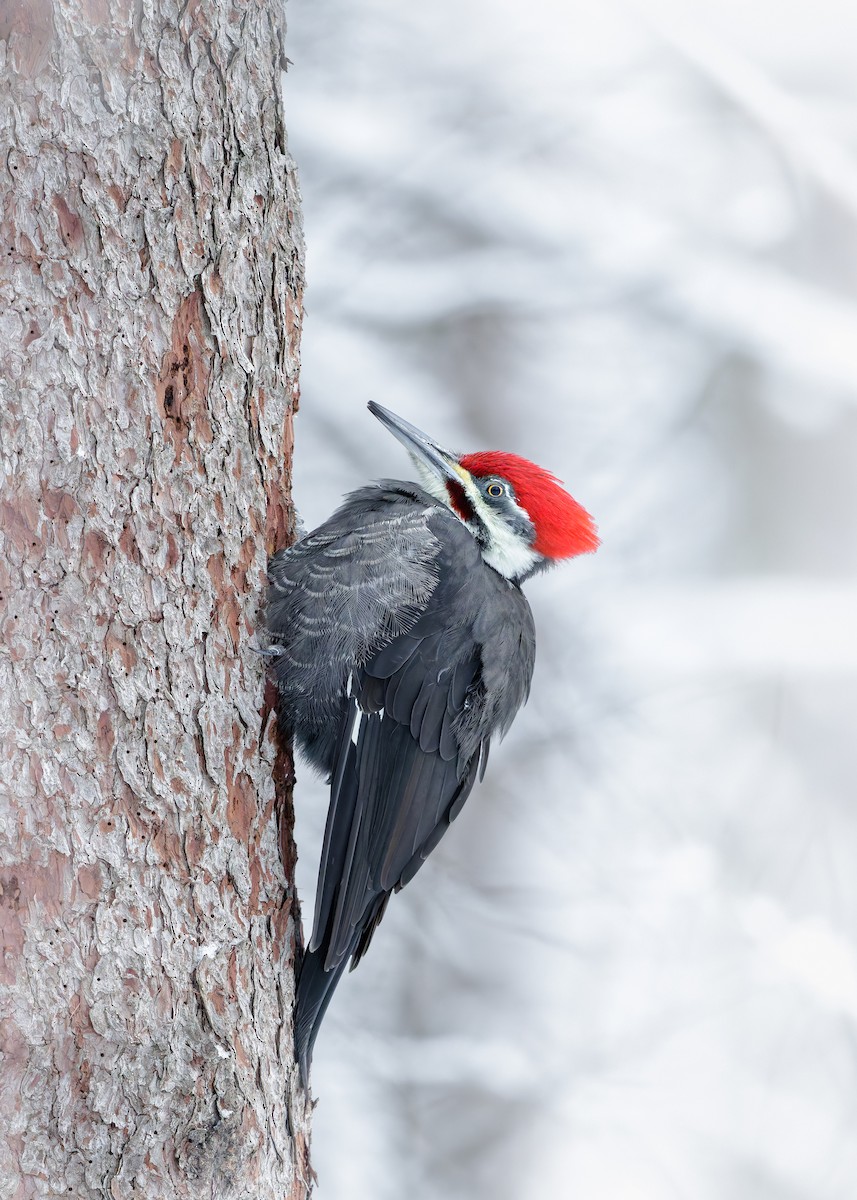 Pileated Woodpecker - ML647266799