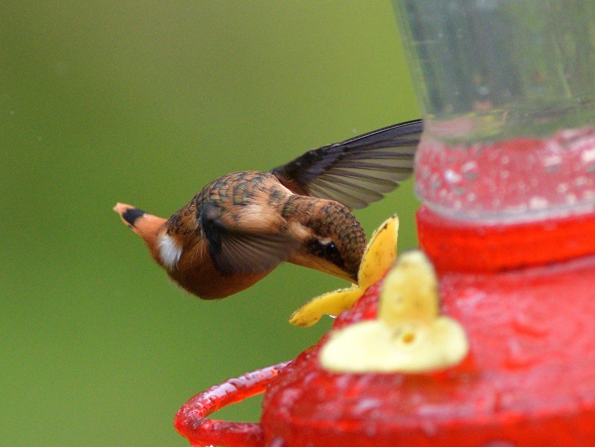 Gerdanlı Ormanyıldızı - ML647266801