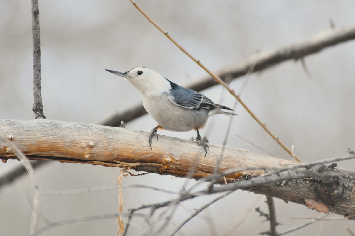 brhlík běloprsý - ML647266803