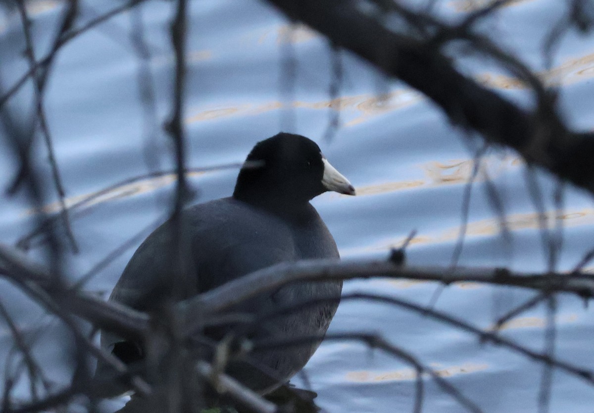 Focha Americana - ML647266806