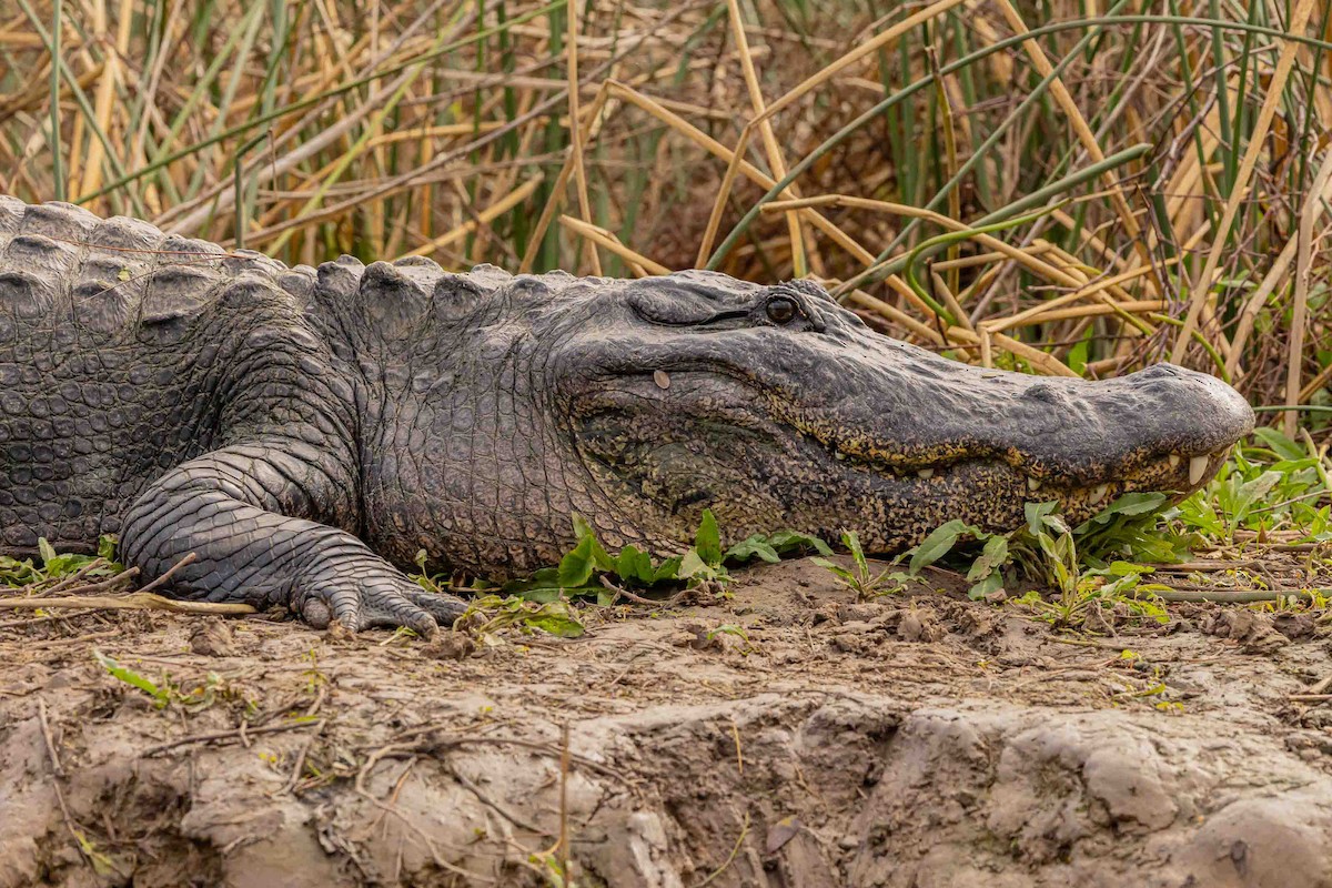 Animals - ML647266807