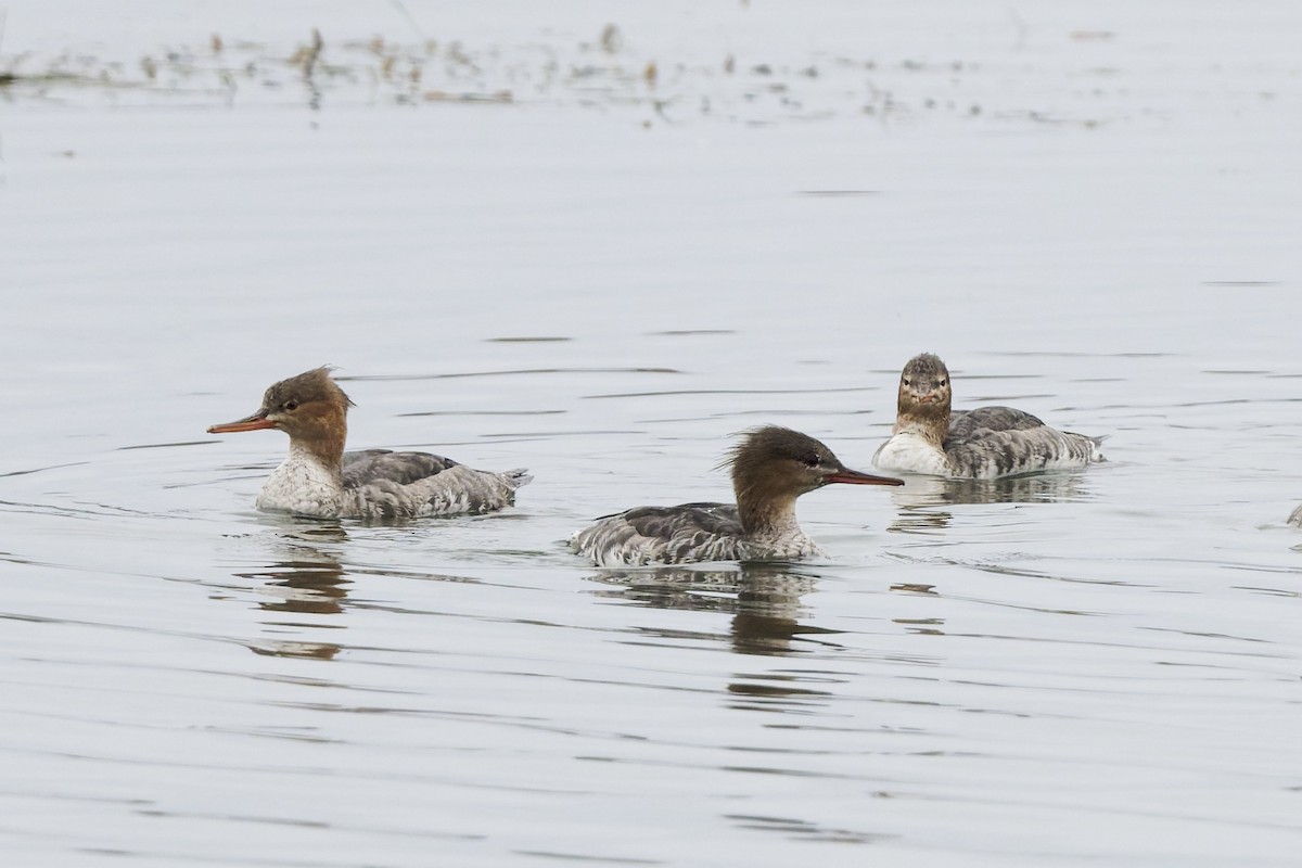 Serreta Mediana - ML647266808