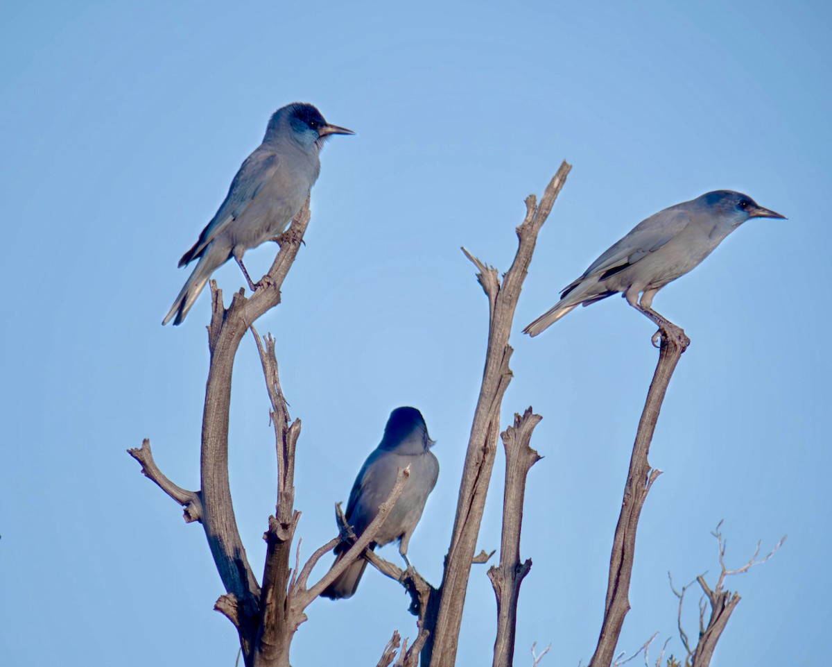 pinjeskrike - ML647266809