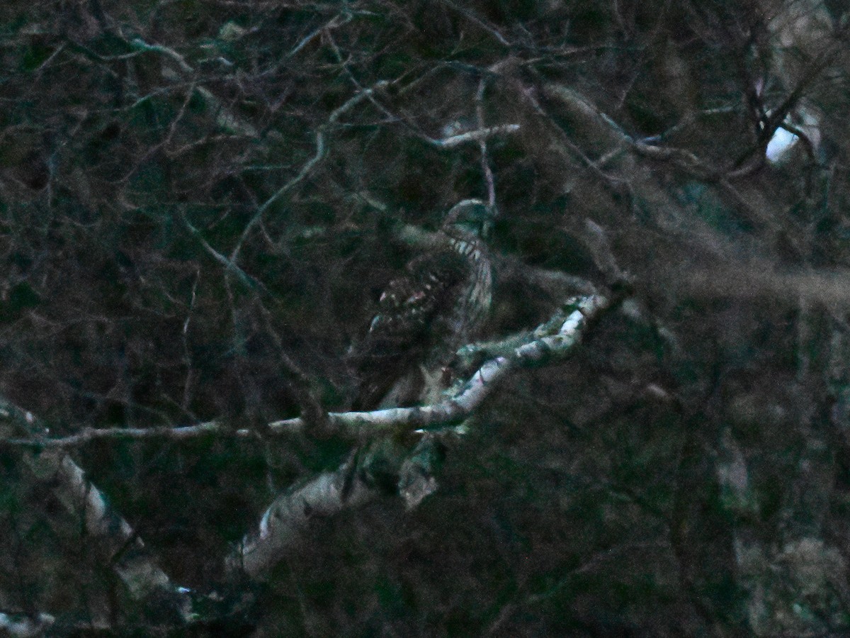 American Goshawk - ML647266814