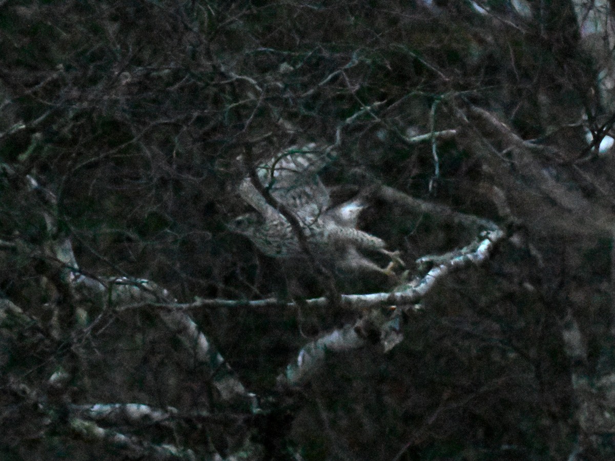 American Goshawk - ML647266815