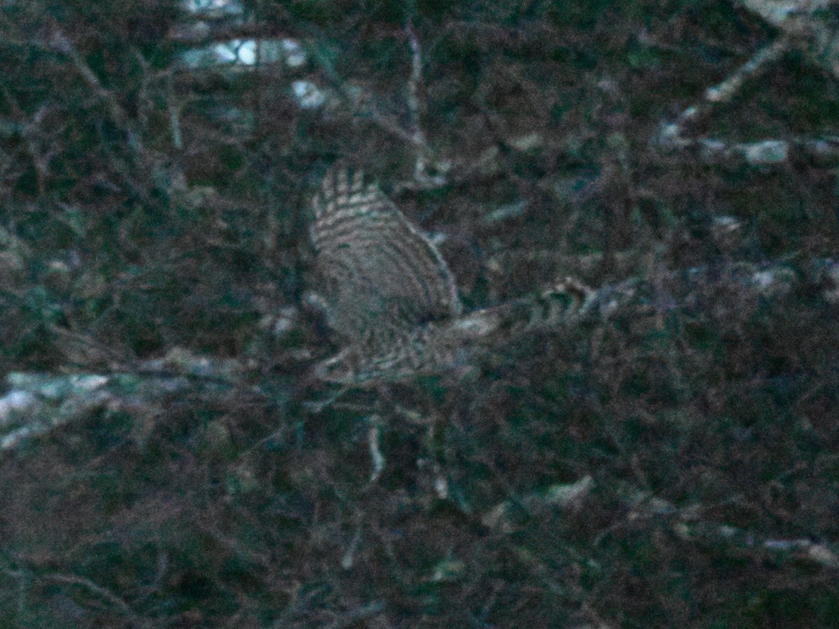 American Goshawk - ML647266816