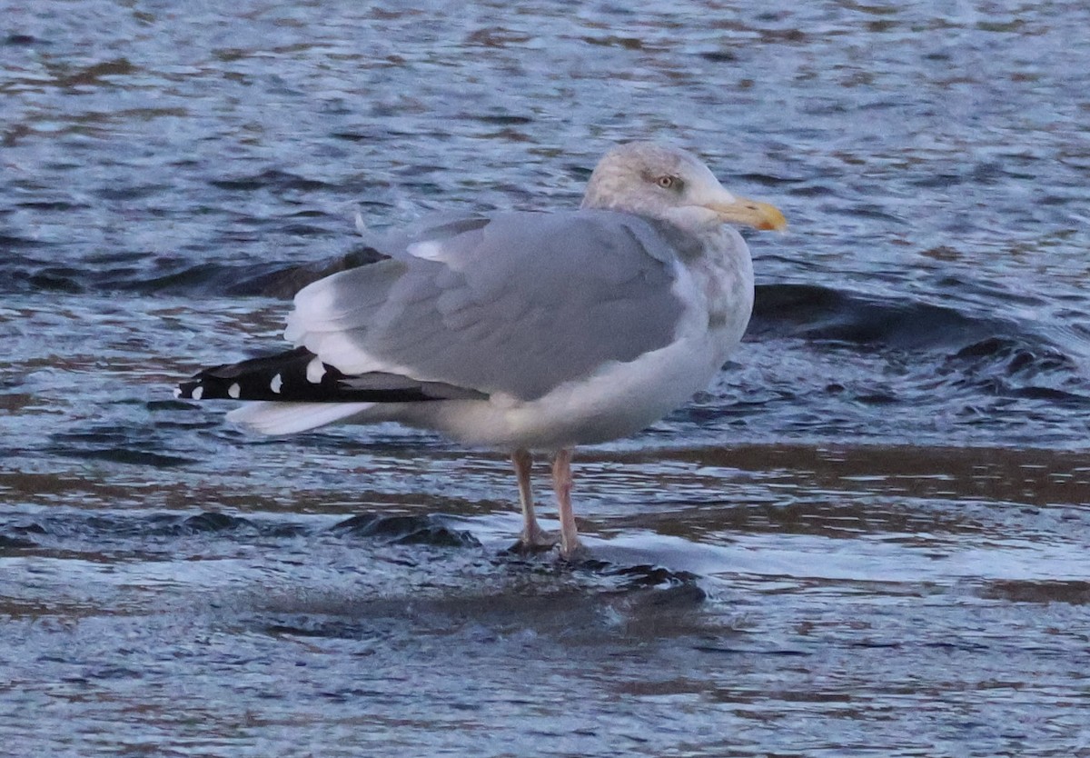 Kaio hauskara amerikarra - ML647266817