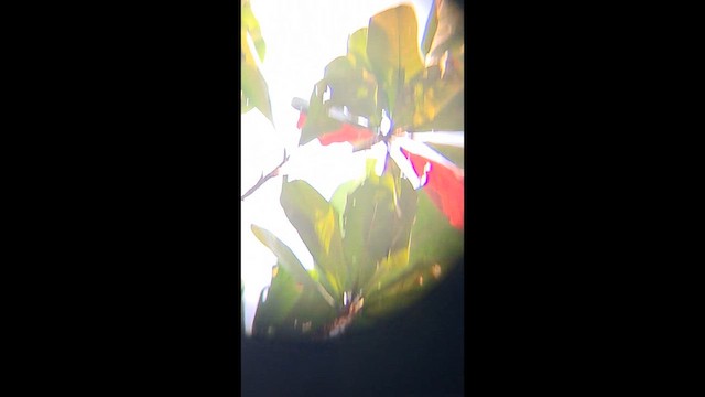 Jerdon's Leafbird - ML647266819