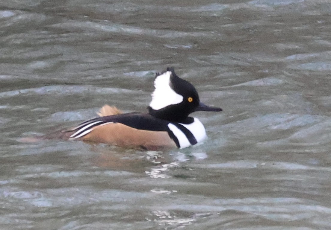 Zerra buruhandia - ML647266829