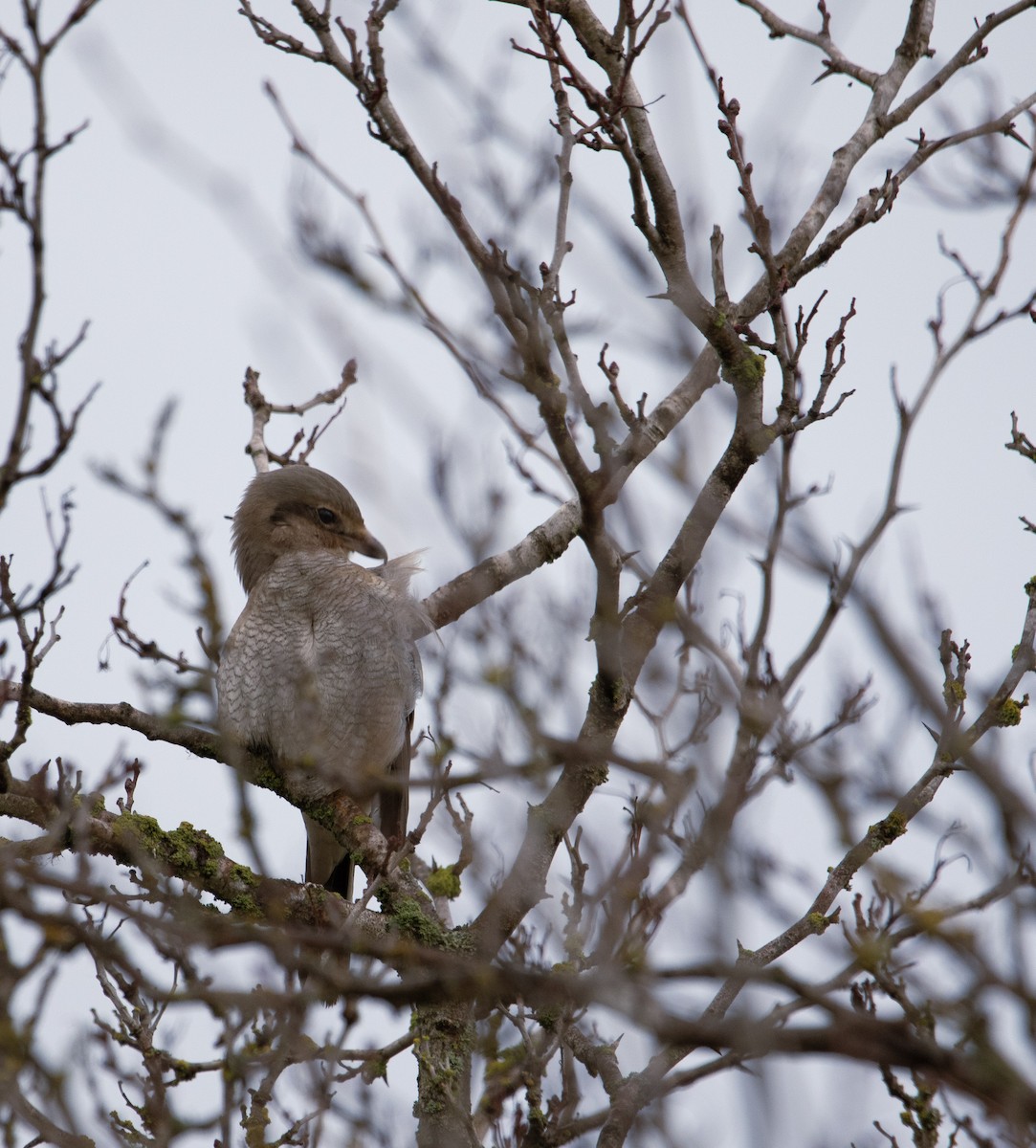 Northern Shrike - ML647266831