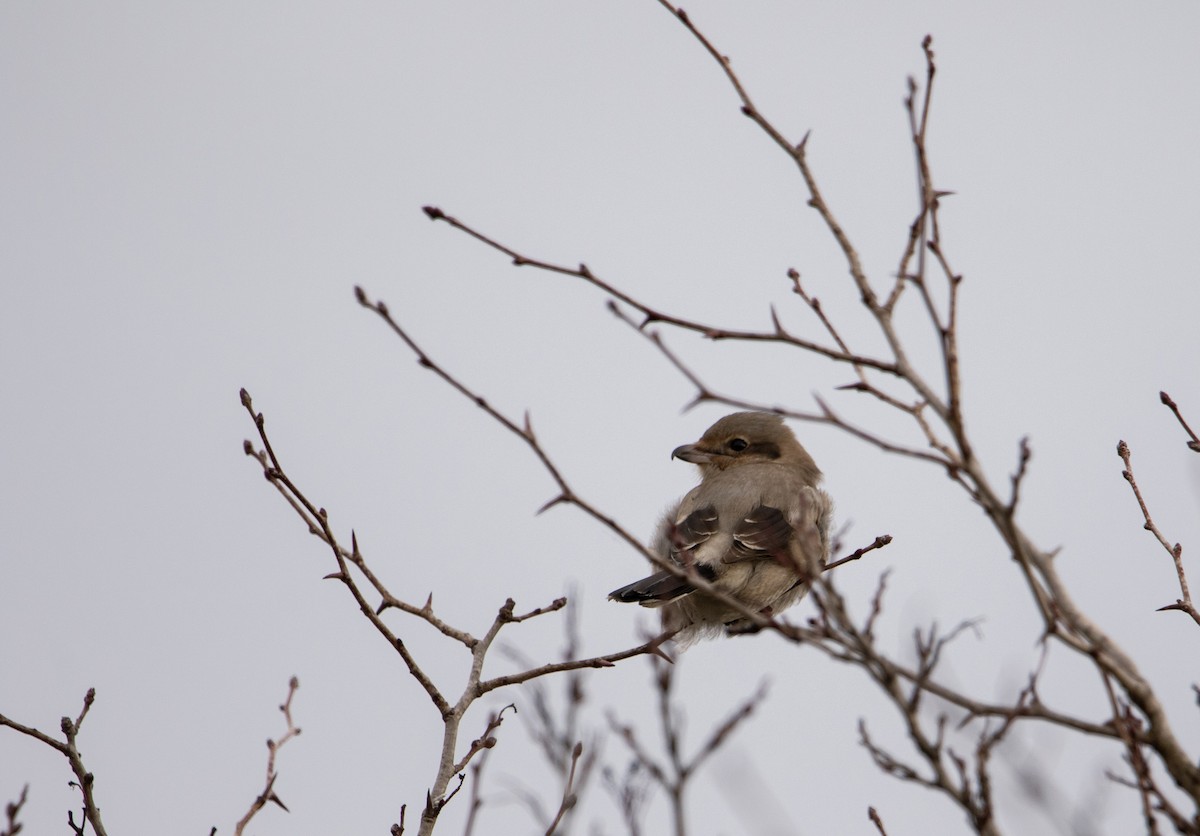 Northern Shrike - ML647266832
