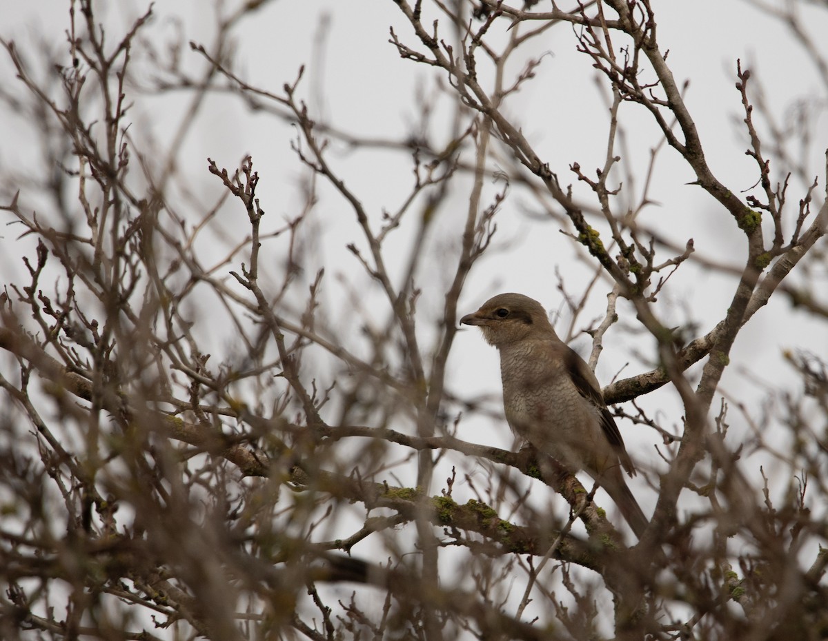Northern Shrike - ML647266834