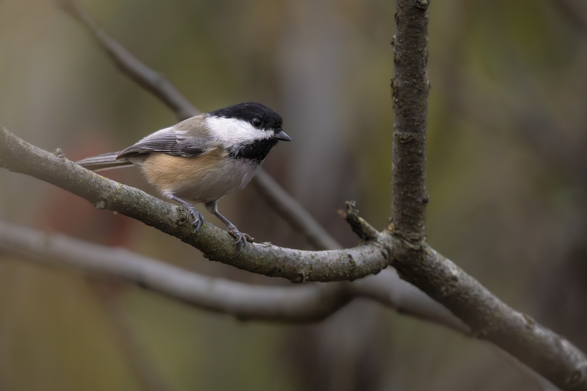 Black-capped Chickadee - ML647266837