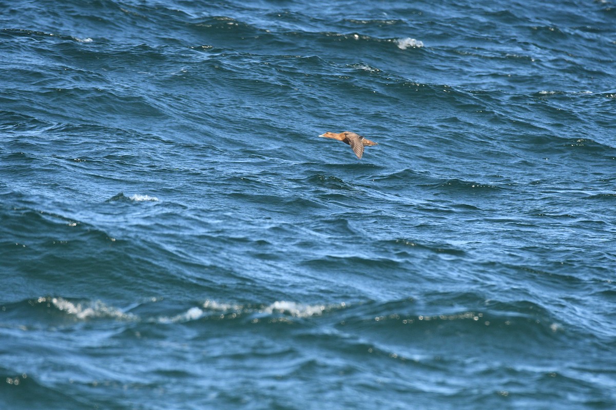 Common Eider - ML647266838