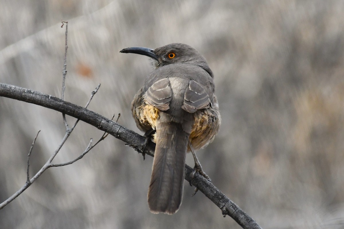 drozdec skvrnitoprsý - ML647266840