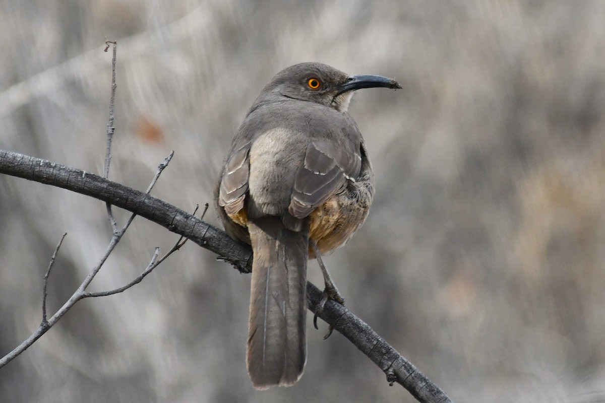 drozdec skvrnitoprsý - ML647266846