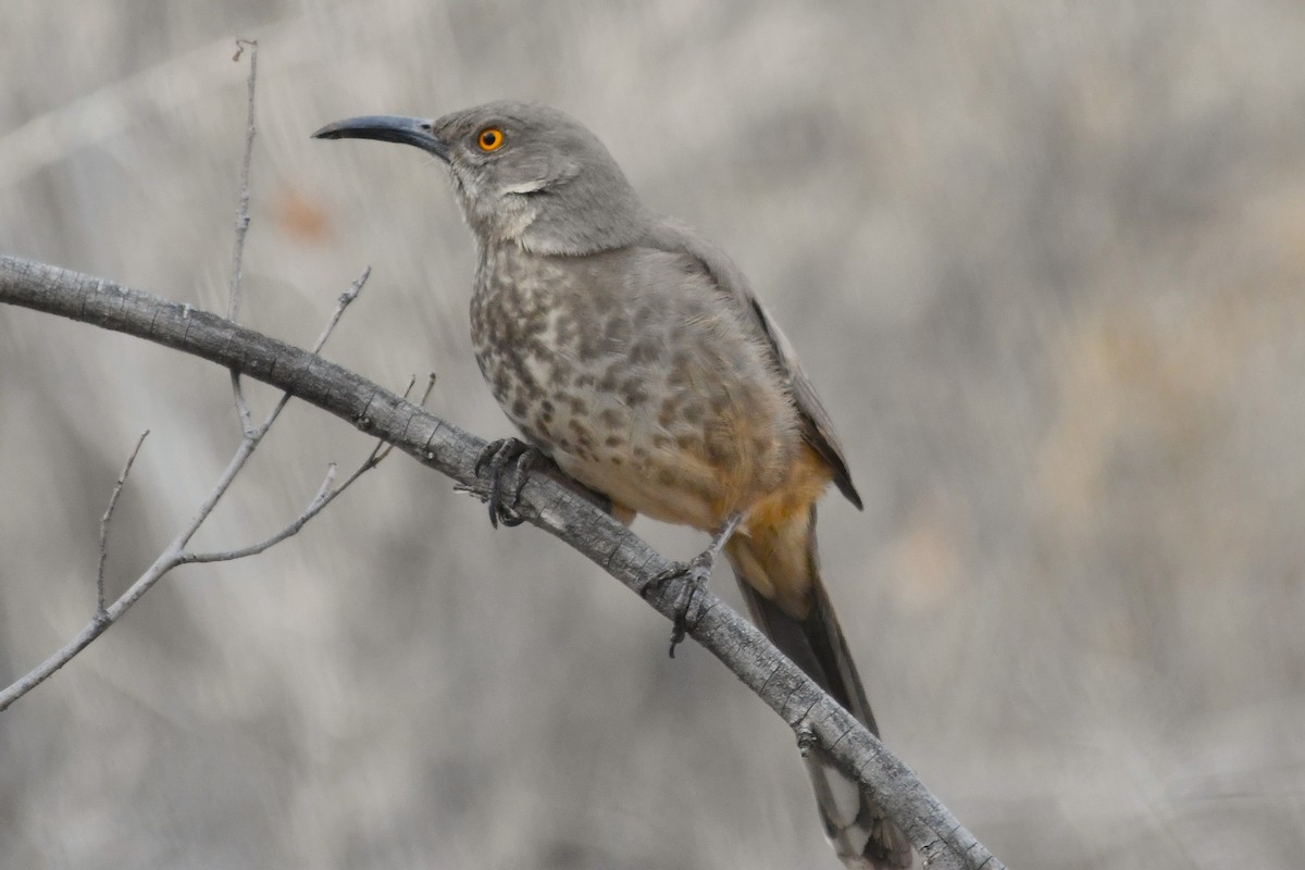 drozdec skvrnitoprsý - ML647266854