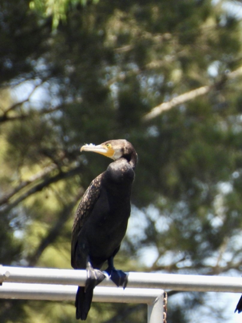 Большой баклан - ML647266857