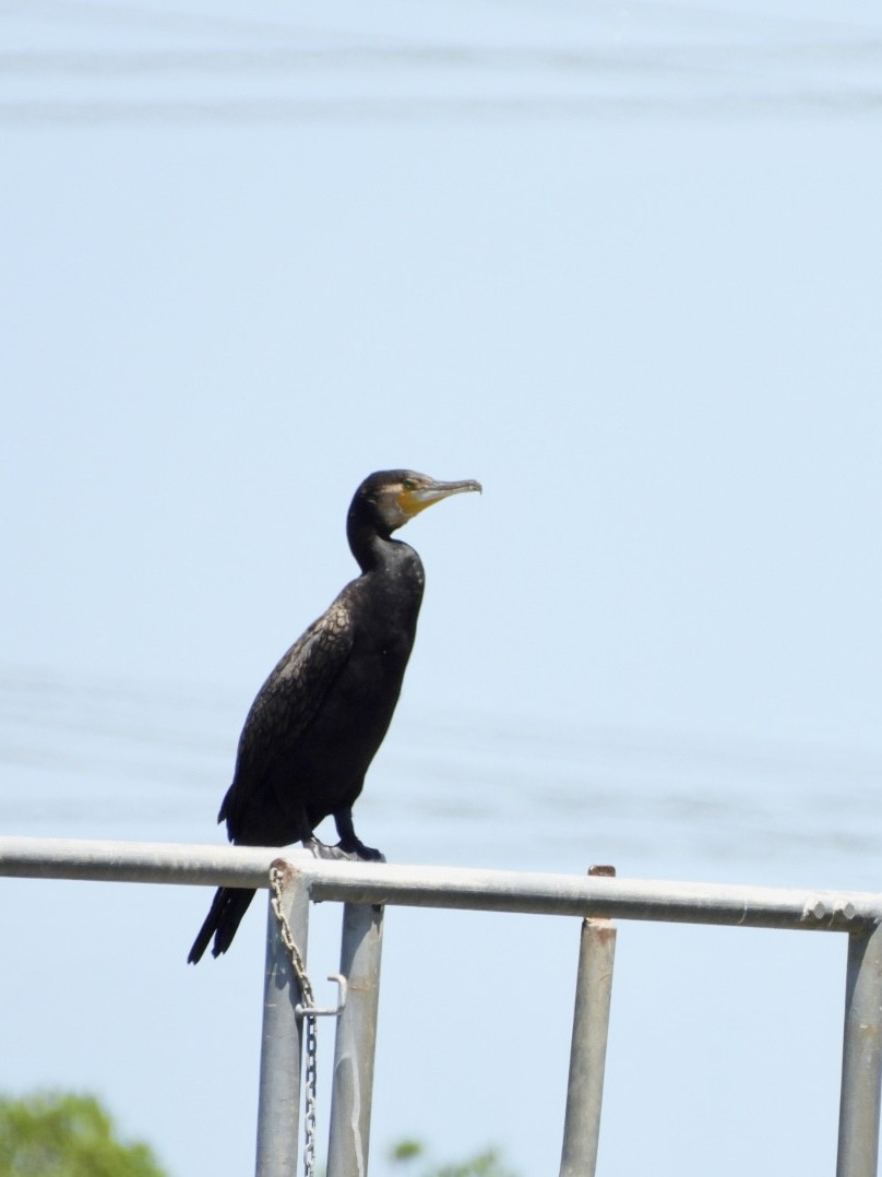 Большой баклан - ML647266858