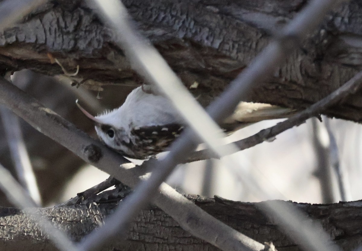 Gerri-txori amerikarra - ML647266860