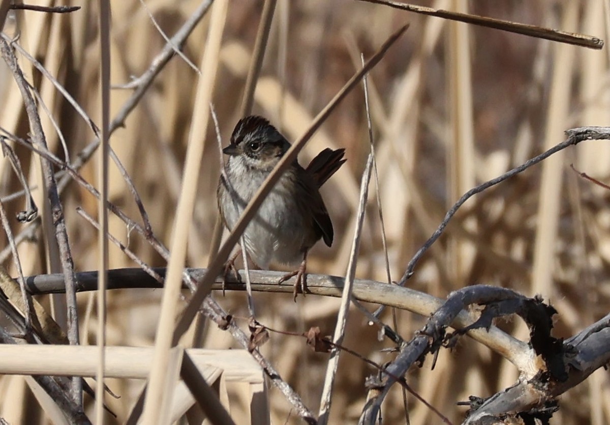 Swamp Sparrow - ML647266872