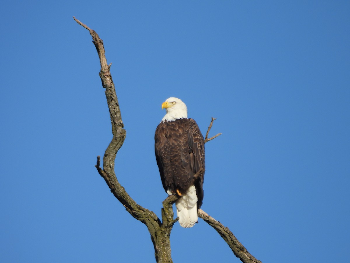 Орлан білоголовий - ML647266876