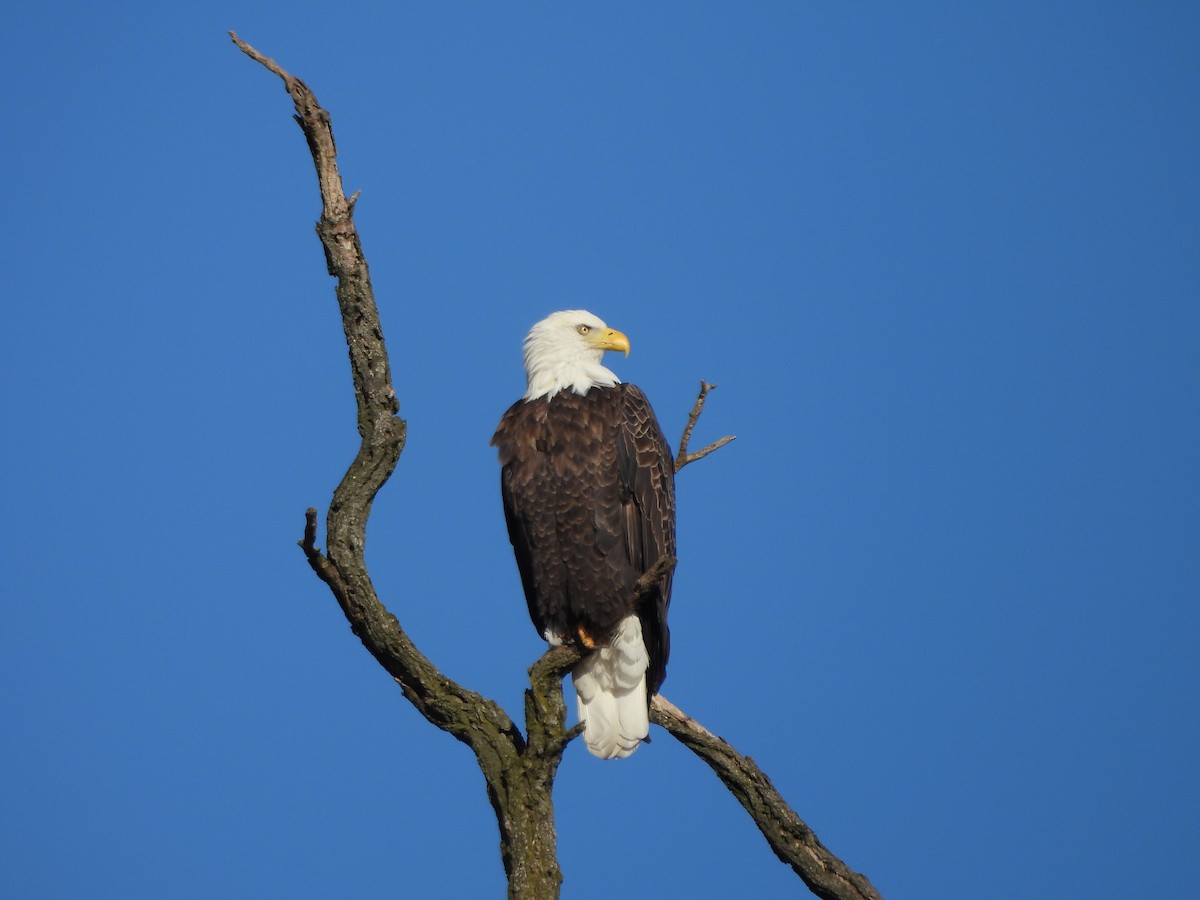 Орлан білоголовий - ML647266877