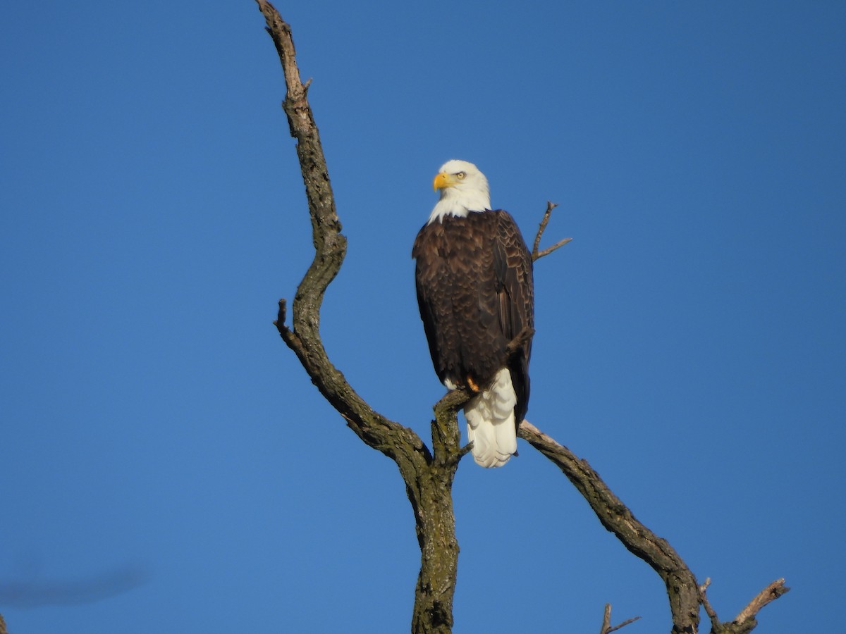Орлан білоголовий - ML647266878