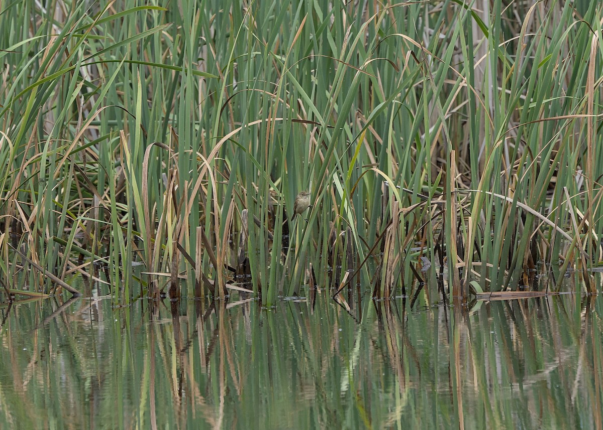 オーストラリアヨシキリ - ML647266883