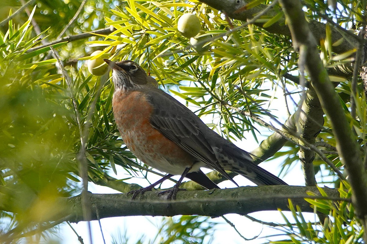 American Robin - ML647266884