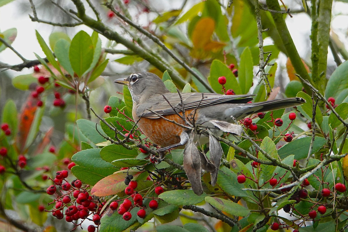 American Robin - ML647266885