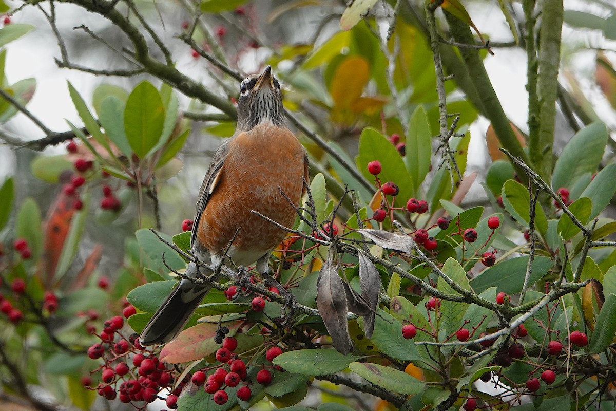 American Robin - ML647266886