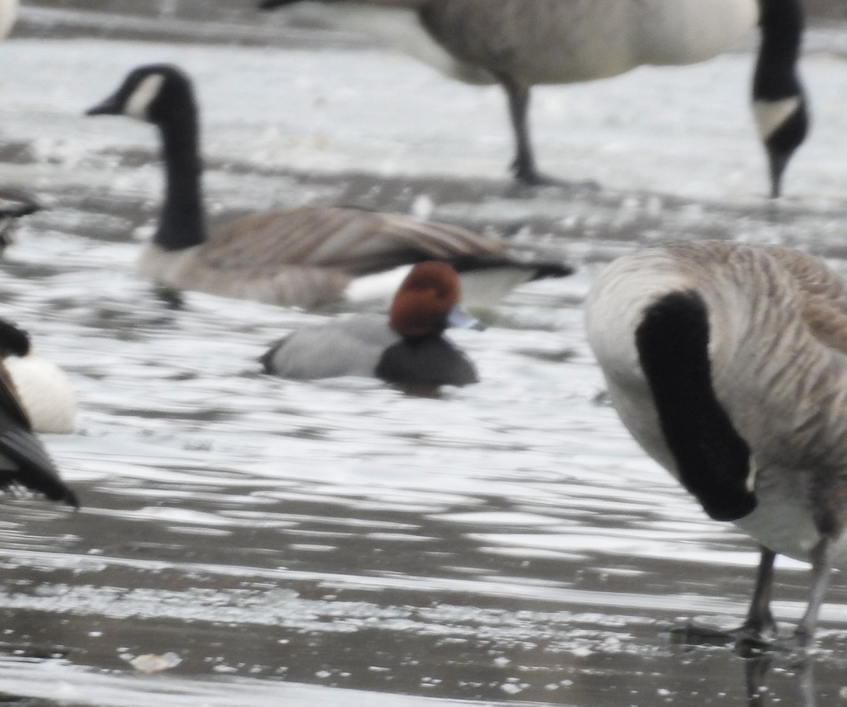 Redhead - ML647266888