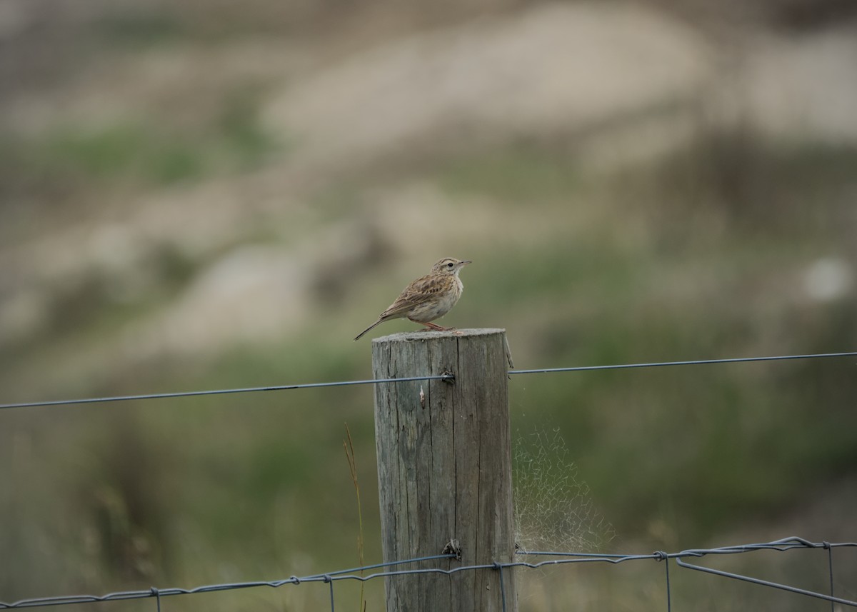 Australian Pipit - ML647266892